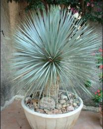 Yucca coracata 