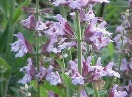 Usos da Salvia officinalis 