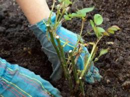 Plantando rosas na primavera