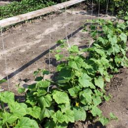 Cultivo de pepinos em terreno aberto