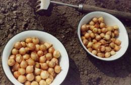 Preparando conjuntos de cebola para plantio. Dicas para iniciantes