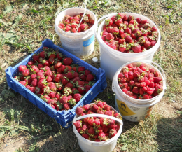 Críticas sobre o cultivo de morangos