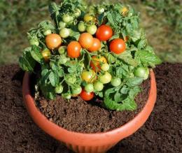 tomates de interior