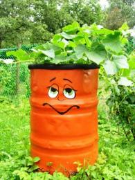 Plantando pepinos em um barril