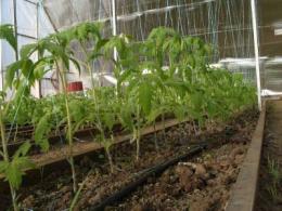 plantando tomates em uma estufa