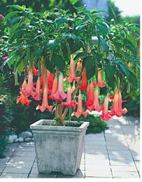 Cultivo de Brugmansia