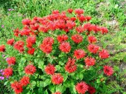 Monarda