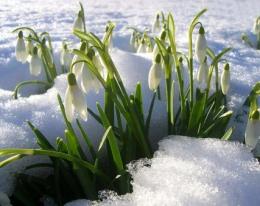 floco de neve na foto