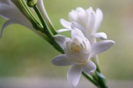 Flor tuberosa