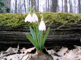 flocos de neve