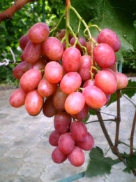 Uvas Anyuta