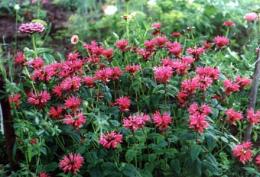 Monarda