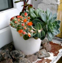 Echeveria