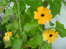 Thunbergia