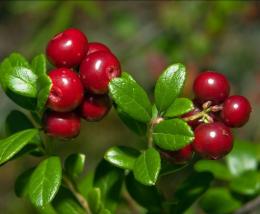 Acerola