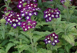 Verbena