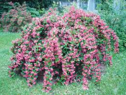 Weigela