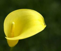 Calla