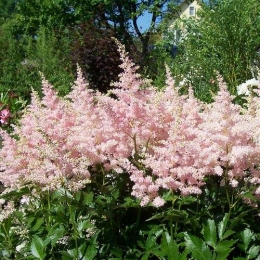 Astilbe