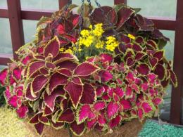 Coleus