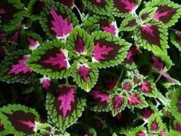 Coleus