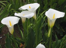 Calla