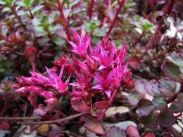 Sedum