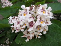 Catalpa