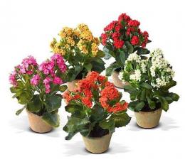 Kalanchoe