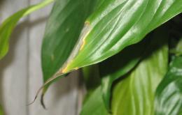 Spathiphyllum