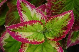 Coleus