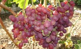 Uvas Líbia