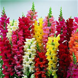 Snapdragon