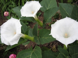 Datura