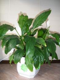 Spathiphyllum em casa