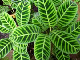 Zebra Calathea