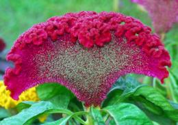 Pente Celosia