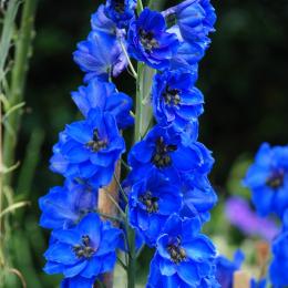 Delphinium