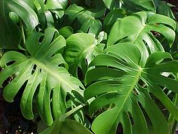 Monstera (folhas)