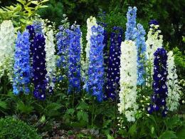 Delphinium no jardim