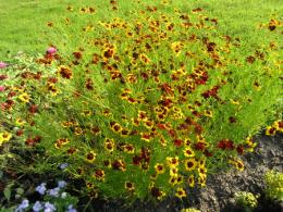 Flores Coreopsis