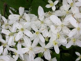 Clematite