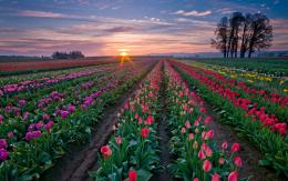 Tulipas