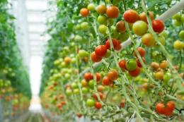 Tomates em estufa