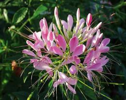 Cleome