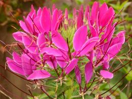 Cleome