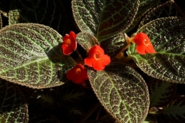 Episcia