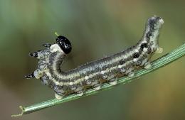 mosca-serra de pinheiro