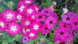 Phlox anuais