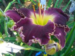 Hemerocallis